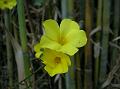 Yellow Flax